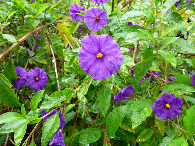 Garden, one Spring