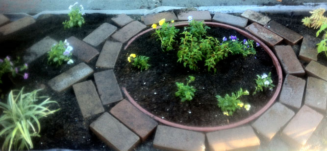 Front yard (2)